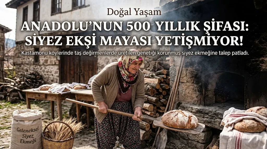 Taş Değirmenlerde Üretilen Siyez Ekşi Maya